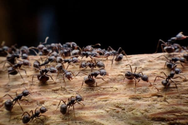 Ant control in Salisbury, NC
