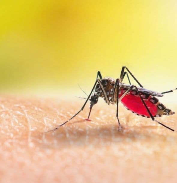 Mosquito control in Salisbury, NC